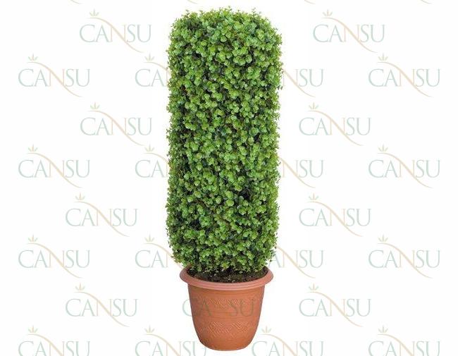 Şimşir Ağaçlar, Model No: CT-02-107